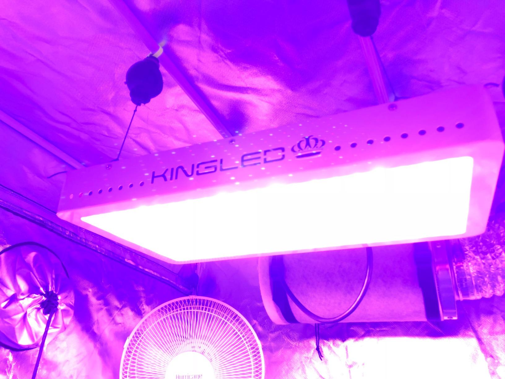 KingLED KP3000 Grow Light for Indoor Plants, Full Spectrum Plant Grow Light customer photo 2