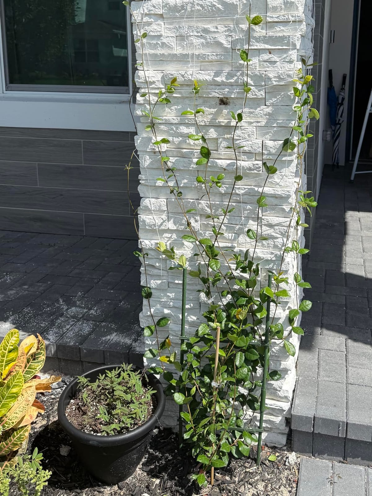 BaseGoal 3.5in Mesh Trellis Netting, 5x15ft, 1 Pack customer photo 1