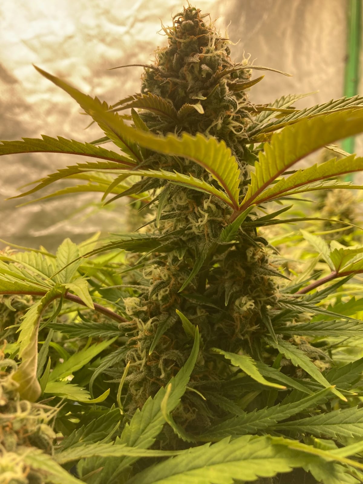 MARS HYDRO 100W TS600 2x2ft Dimmable LED Grow Lights for Indoor Plants customer photo 1