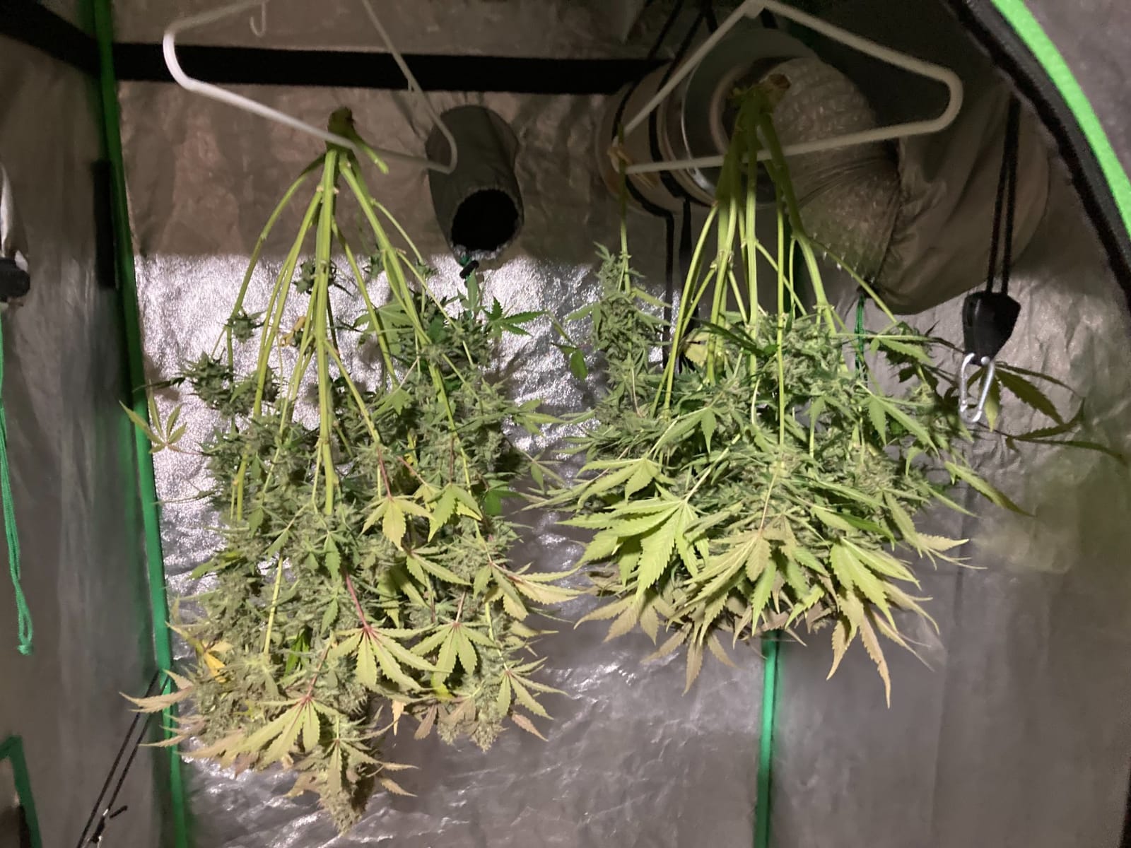 MARS HYDRO 100W TS600 2x2ft Dimmable LED Grow Lights for Indoor Plants customer photo 2