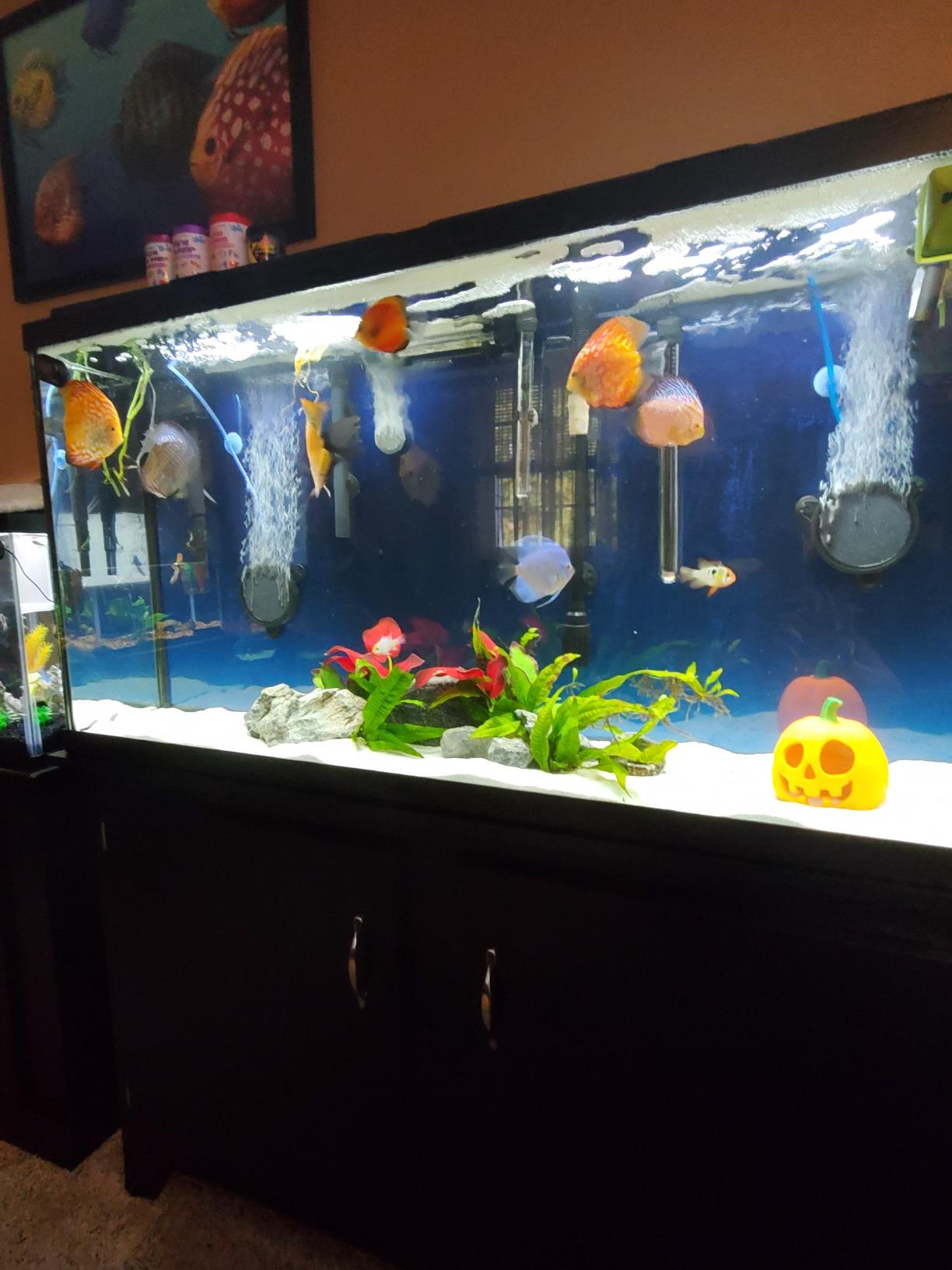 PINVNBY 4.2-Inch Air Stone Disc Bubble Diffuser with Suction Cups for Oxygenation in Fresh/Saltwater Tanks, Ponds, Hydroponic, Aquaponics, and as a Decorative Airstone for Aquariums customer photo 1