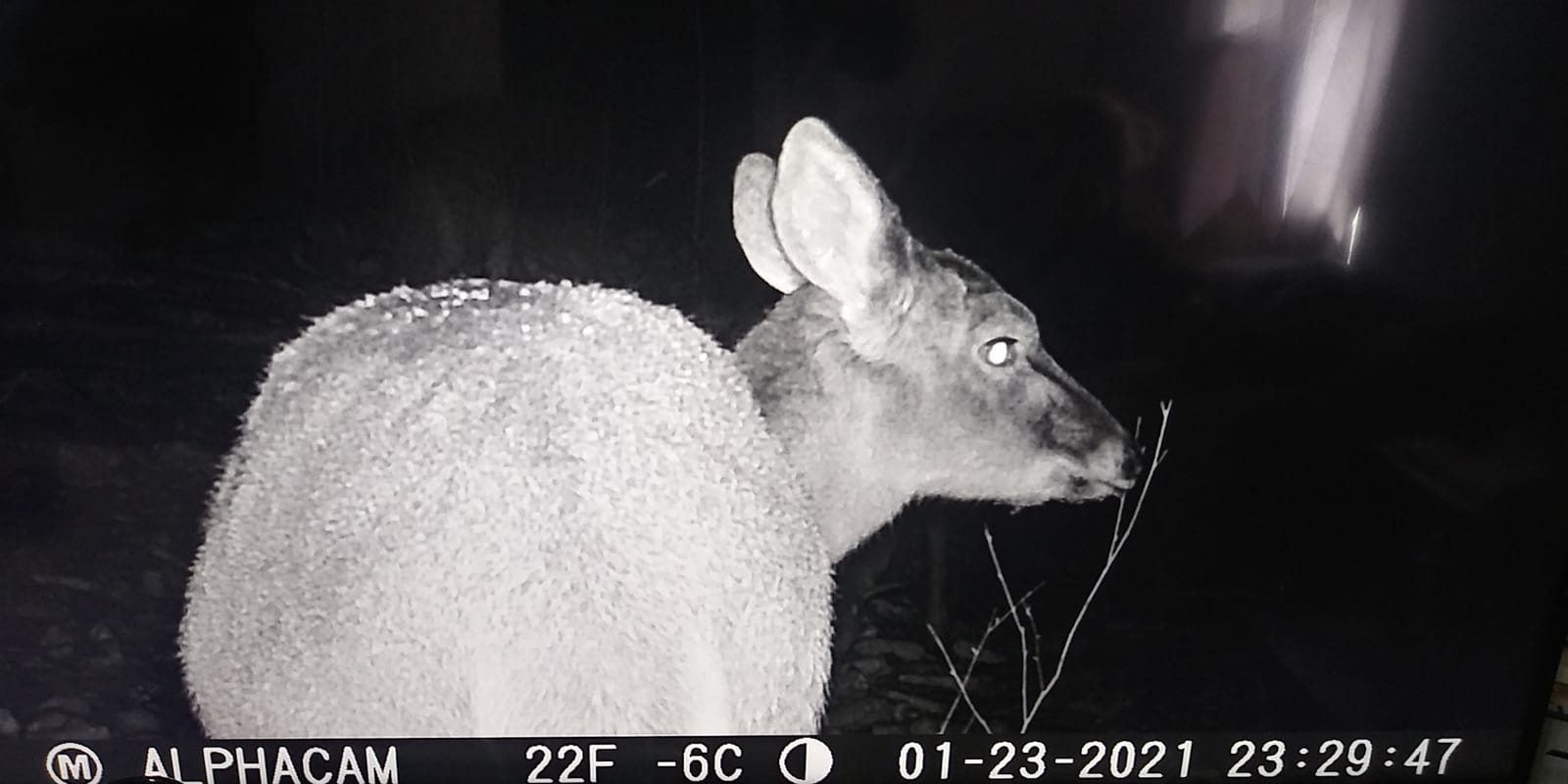 No Glow Dual Lens Outdoor Hunting Trail Camera 30MP 1080p 30fps IP67 Waterproof Scouting Cam with Ultra Fast Motion Trigger Speed and Recovery Rate 2.4