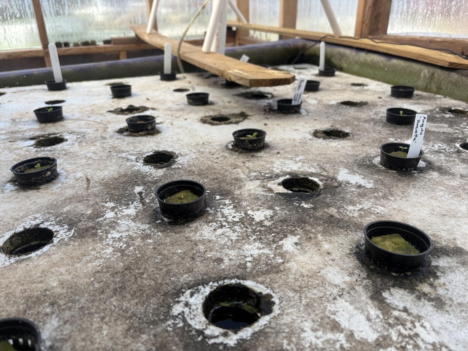 Halatool 1 Inch Rockwool Cubes for Hydroponics, 200 Plugs Seed Starter Cube customer photo 2