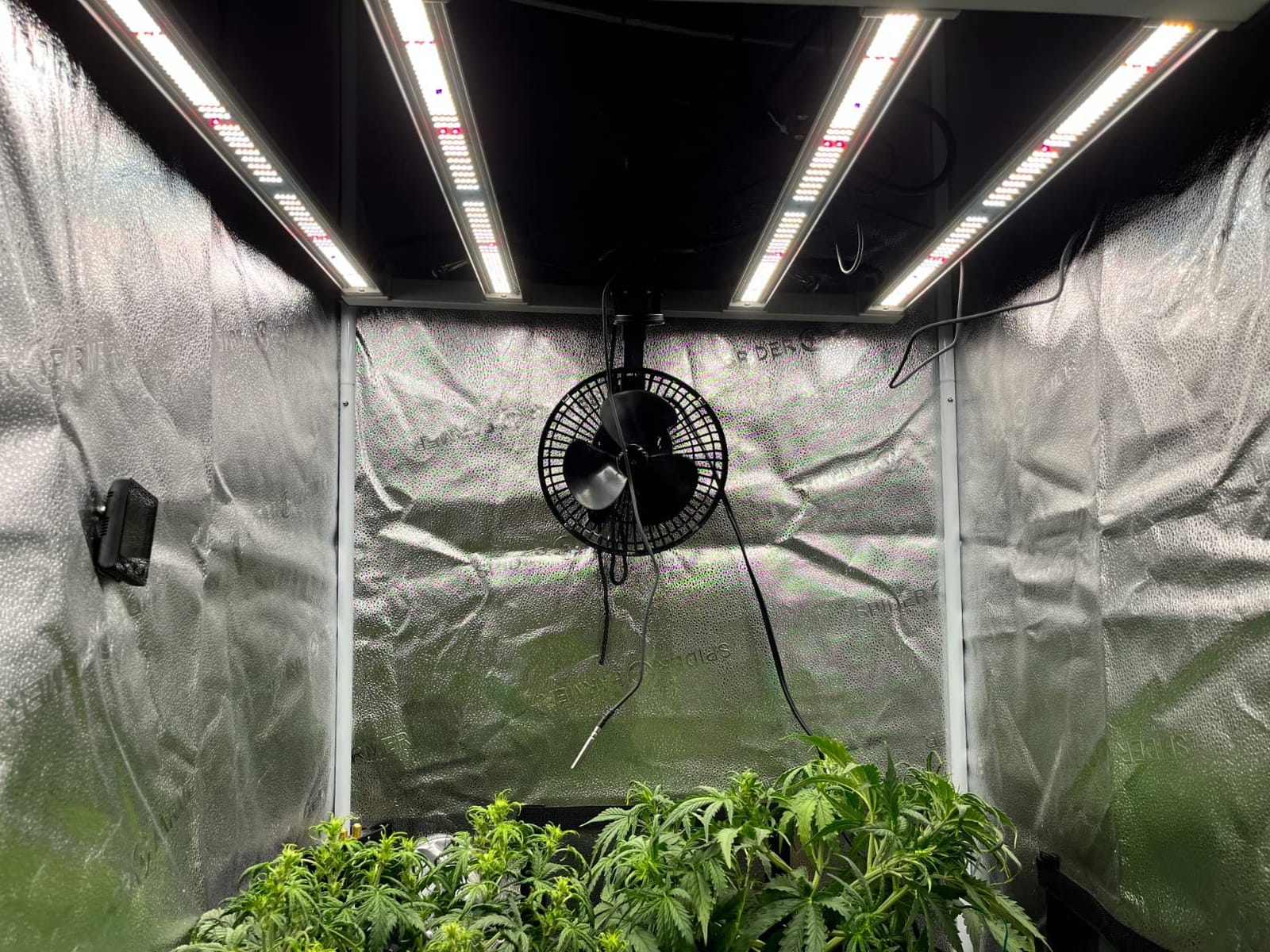 Mars Hydro FC-E3000 300W 3x3 LED Grow Light Full Spectrum Veg Bloom Flower customer photo 2