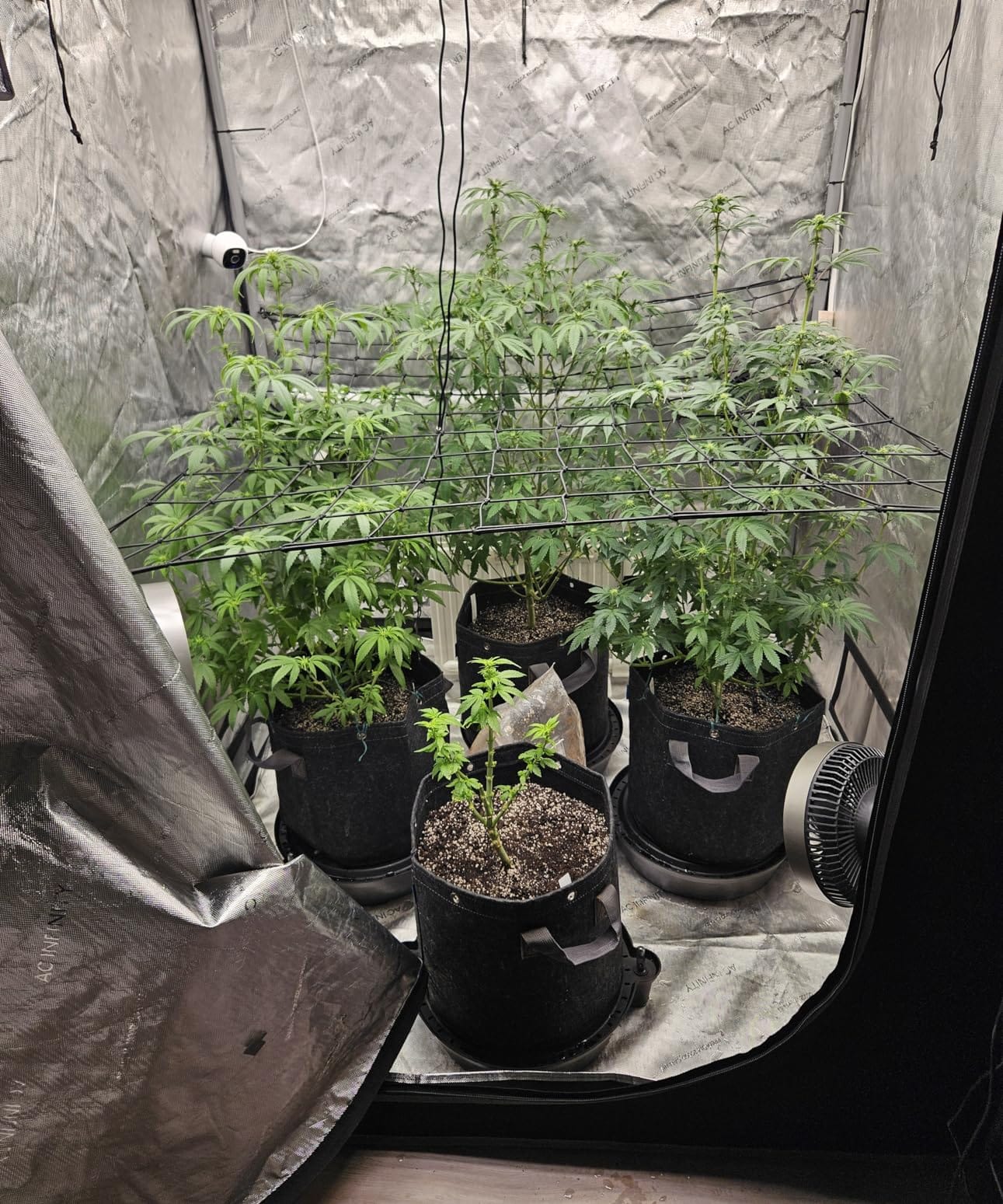 Spider Farmer SE5000 LED Grow Light 480W for 4x4 Grow Tents, App‑Controlled customer photo 1