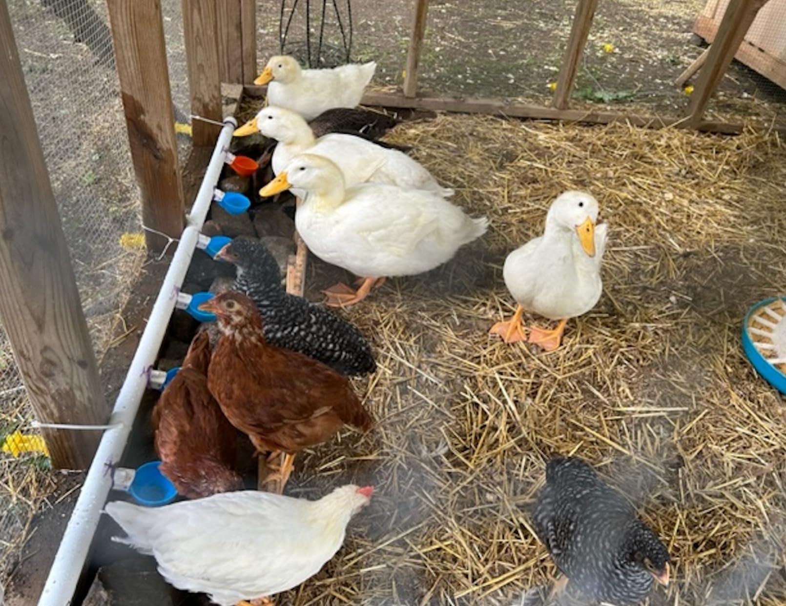 Lil Clucker - Blue Large Automatic Chicken Waterer Cups Suitable for Ducks, Geese, Turkeys, and Bunny Rabbit - Water Feeder Kit - Poultry Waterer - Pack of 5 customer photo 1