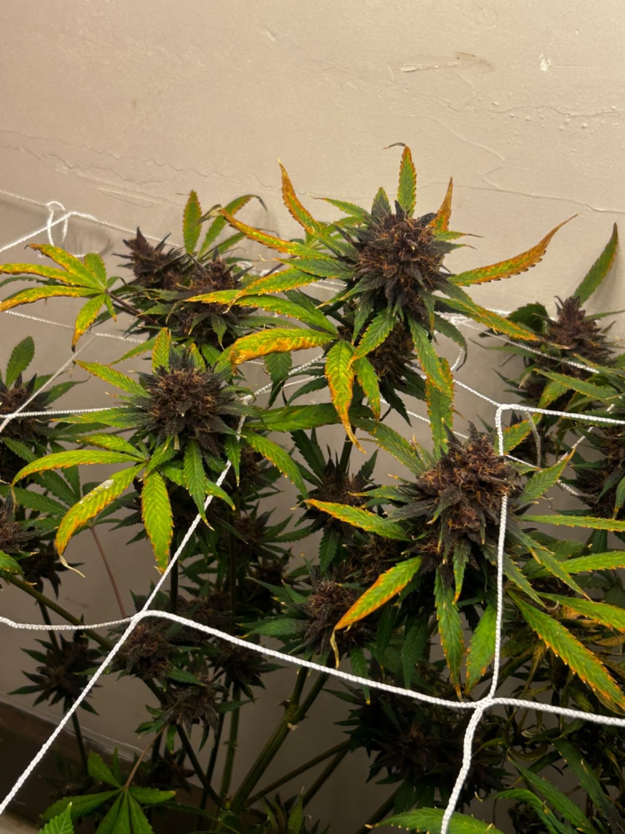AC Infinity Plant Trellis Netting 5x30 ft, Heavy-Duty Polyester Scrog Net customer photo 2