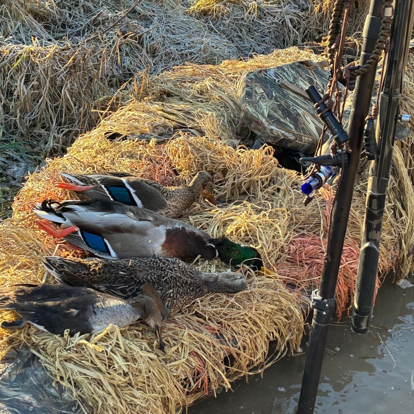 Momarsh Blind Grass Bundle Packs|Perfect for Concealment for Waterfowl Hunting customer photo 2