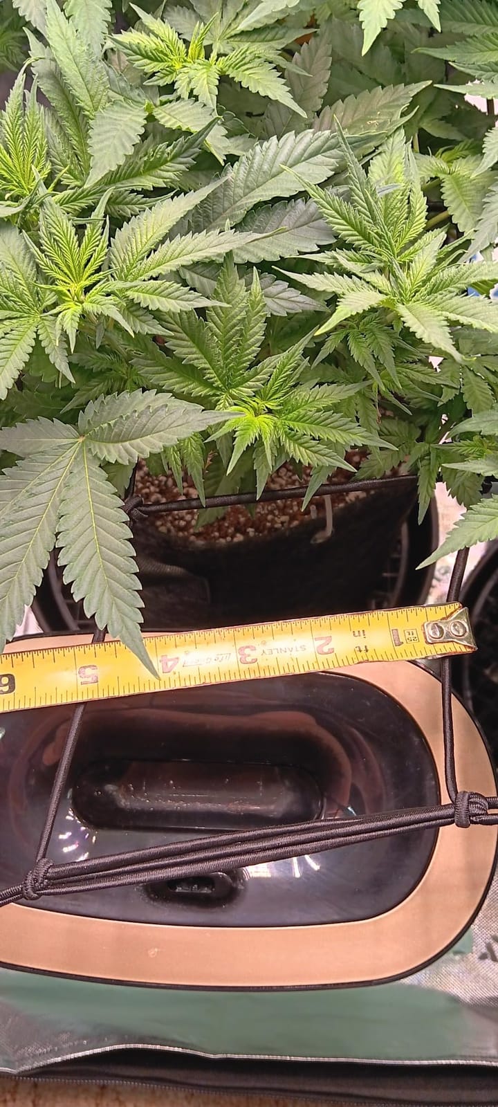AC Infinity Elastic Trellis Netting for 4x4 Grow Tents customer photo 1