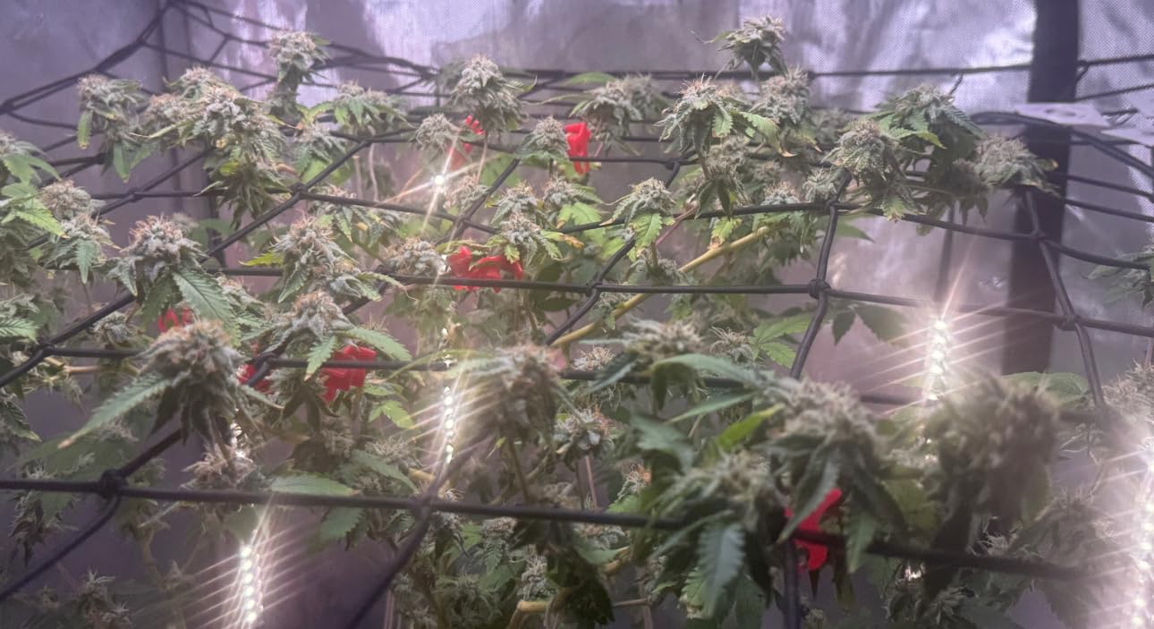 AC Infinity Elastic Trellis Netting for 4x4 Grow Tents customer photo 2
