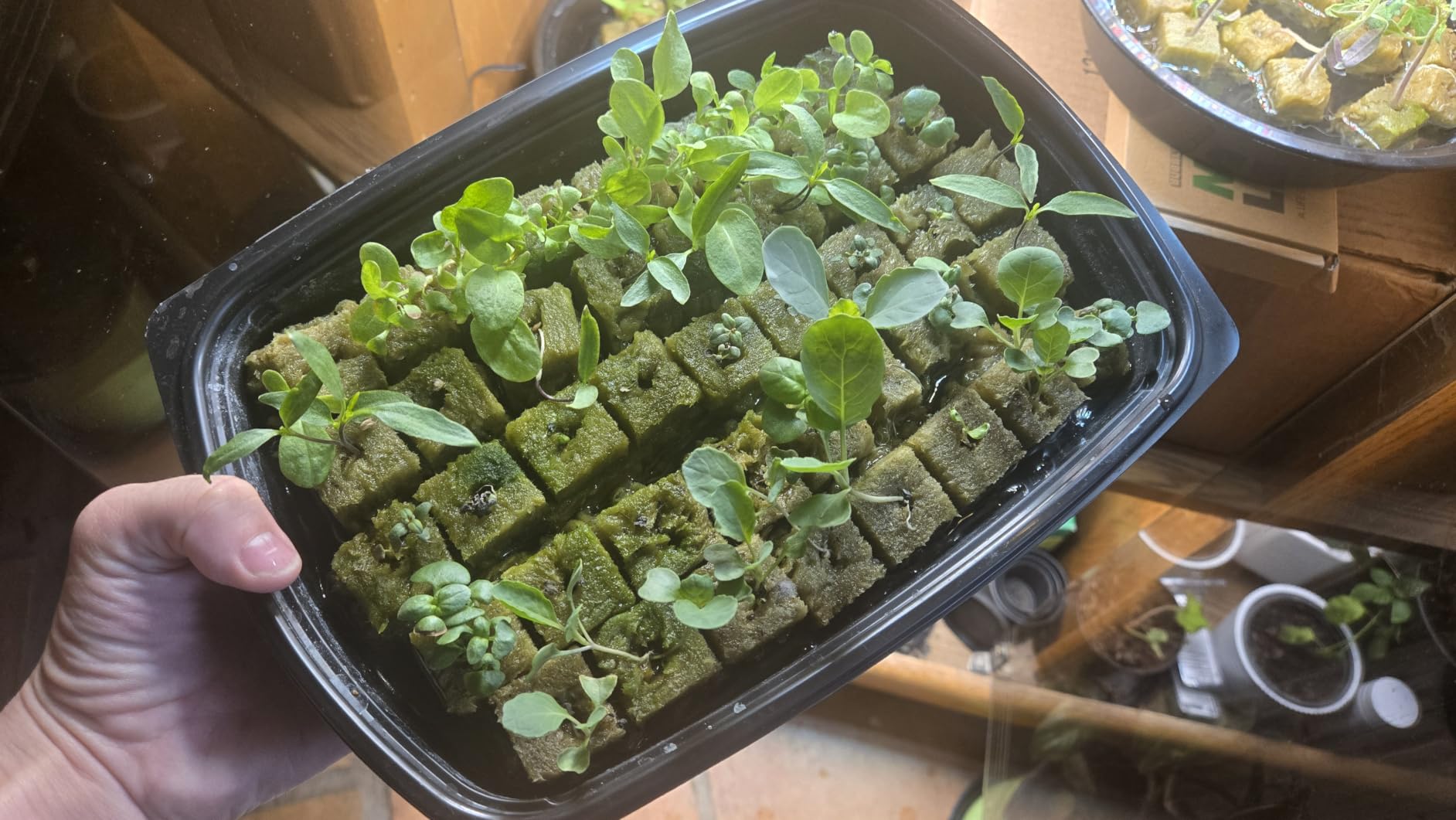 Legigo 1 Inch Rockwool Cubes Seed Starter Plugs for Hydroponics, 100 Plugs customer photo 1
