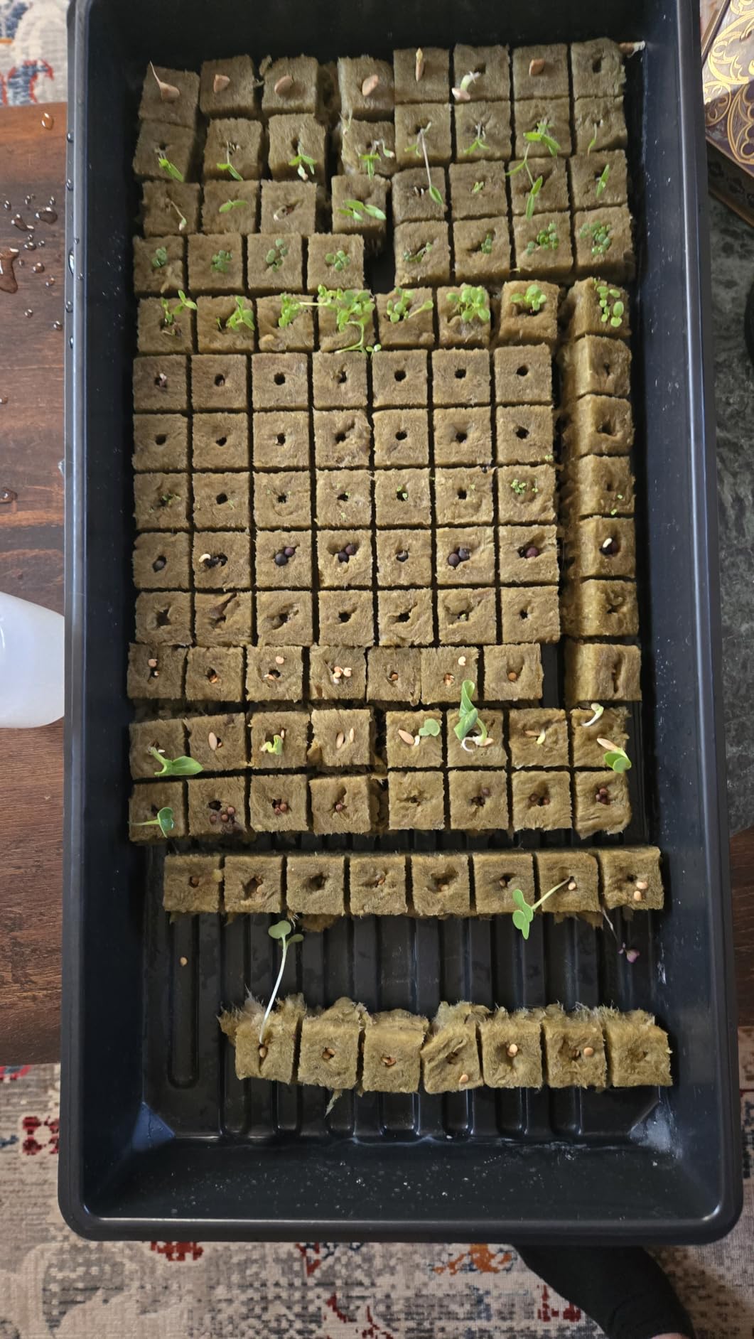 Legigo 1 Inch Rockwool Cubes Seed Starter Plugs for Hydroponics, 100 Plugs customer photo 2