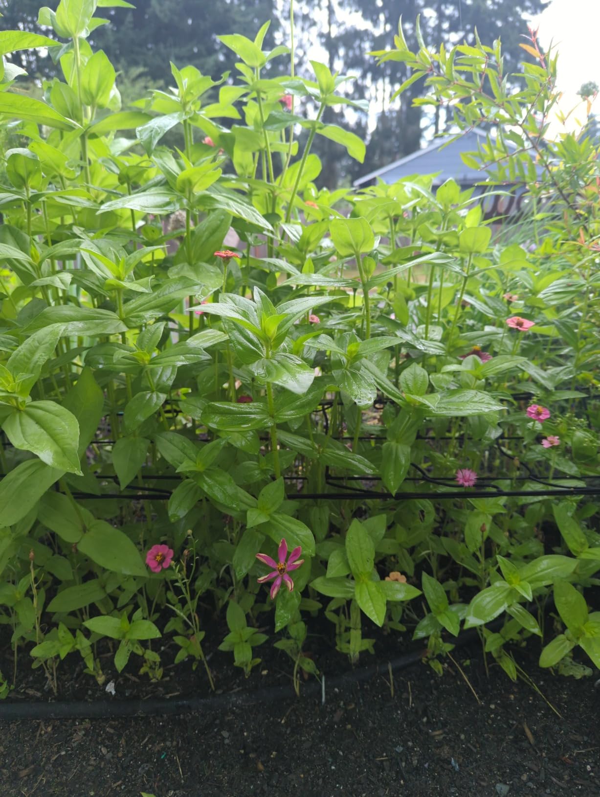 Grow Tent Trellis Netting 2x4 Ft, Elastic Netting with Steel Hooks customer photo 1