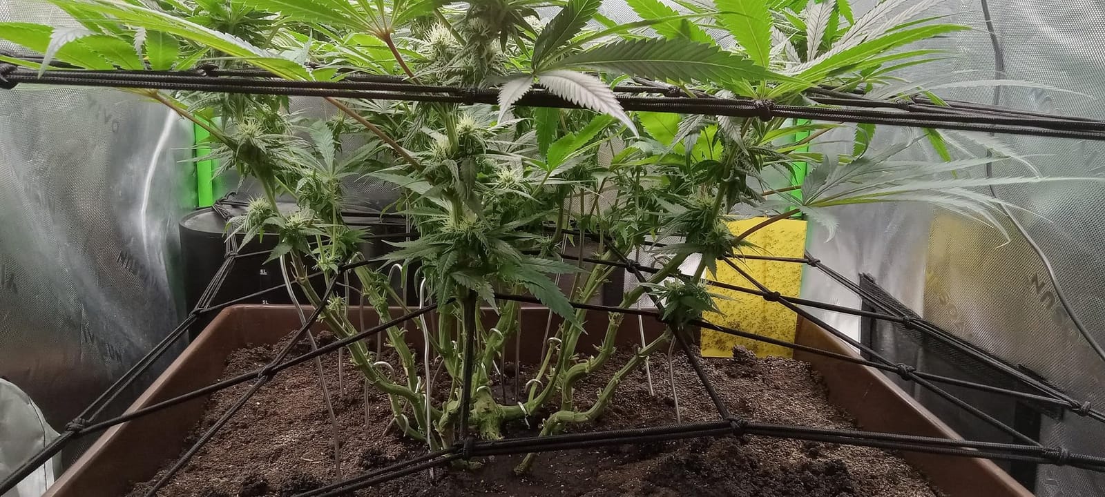 Grow Tent Trellis Netting 2x4 Ft, Elastic Netting with Steel Hooks customer photo 2