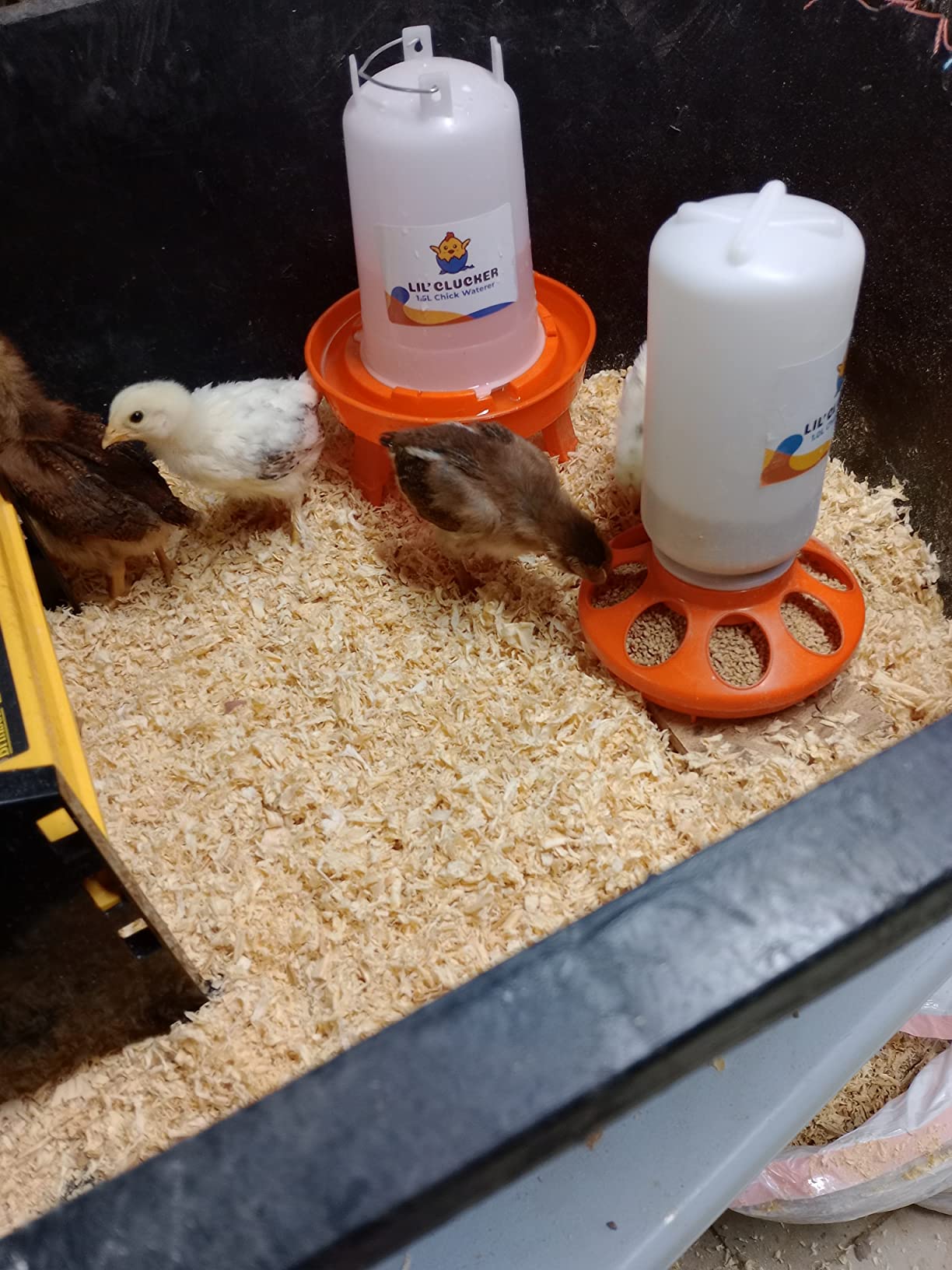 Lil'Clucker 1L Chick Feeder, 1.5L Chicken Waterer - No Leakage Chick Feeder and Waterer Kit, Hanging Baby Chick Waterer, Durable Chicken Water Feeder, Chicken Feeder and Waterer Set, Poultry Waterer customer photo 1