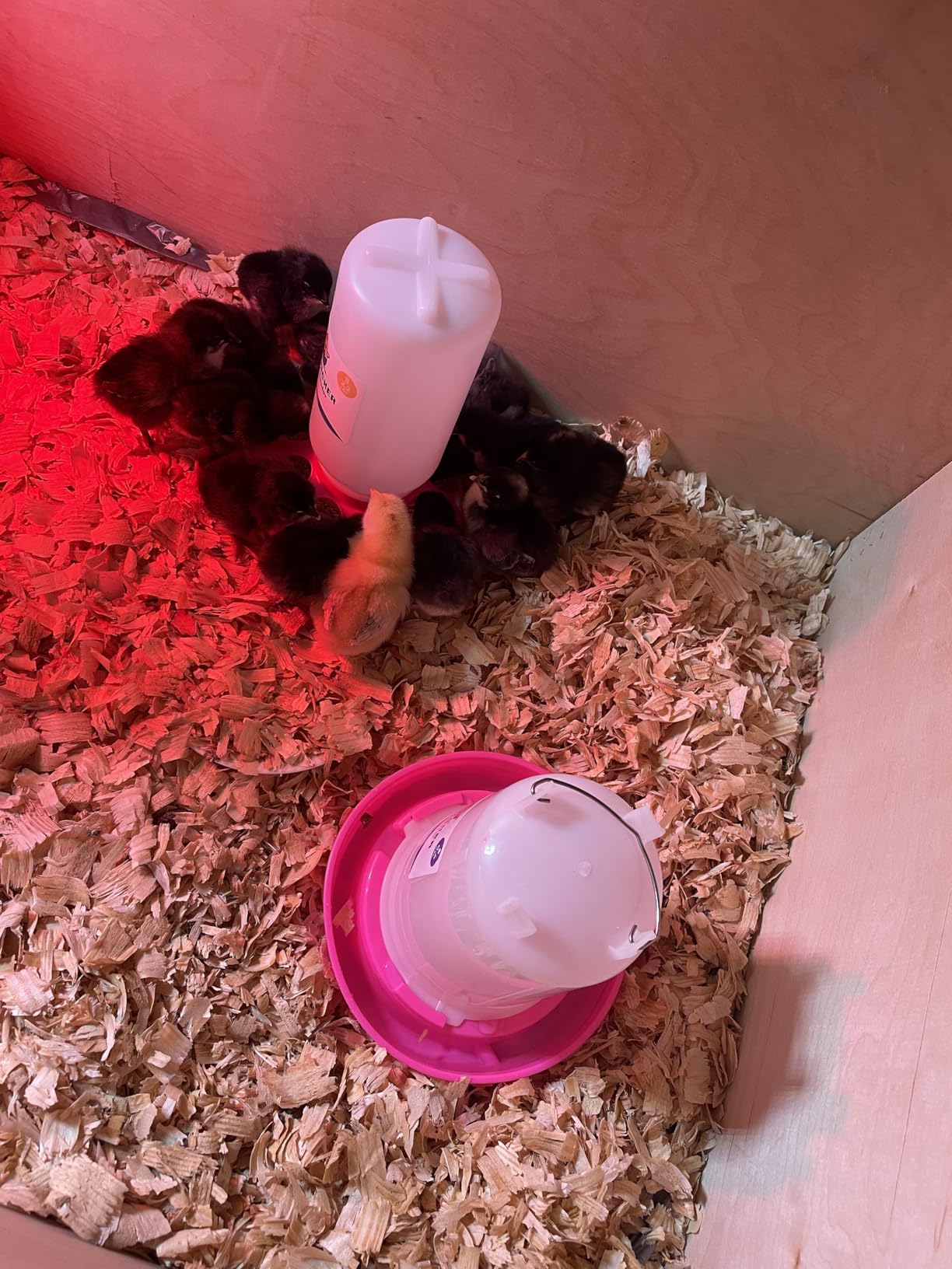 Lil'Clucker 1L Chick Feeder, 1.5L Chicken Waterer - No Leakage Chick Feeder and Waterer Kit, Hanging Baby Chick Waterer, Durable Chicken Water Feeder, Chicken Feeder and Waterer Set, Poultry Waterer customer photo 2