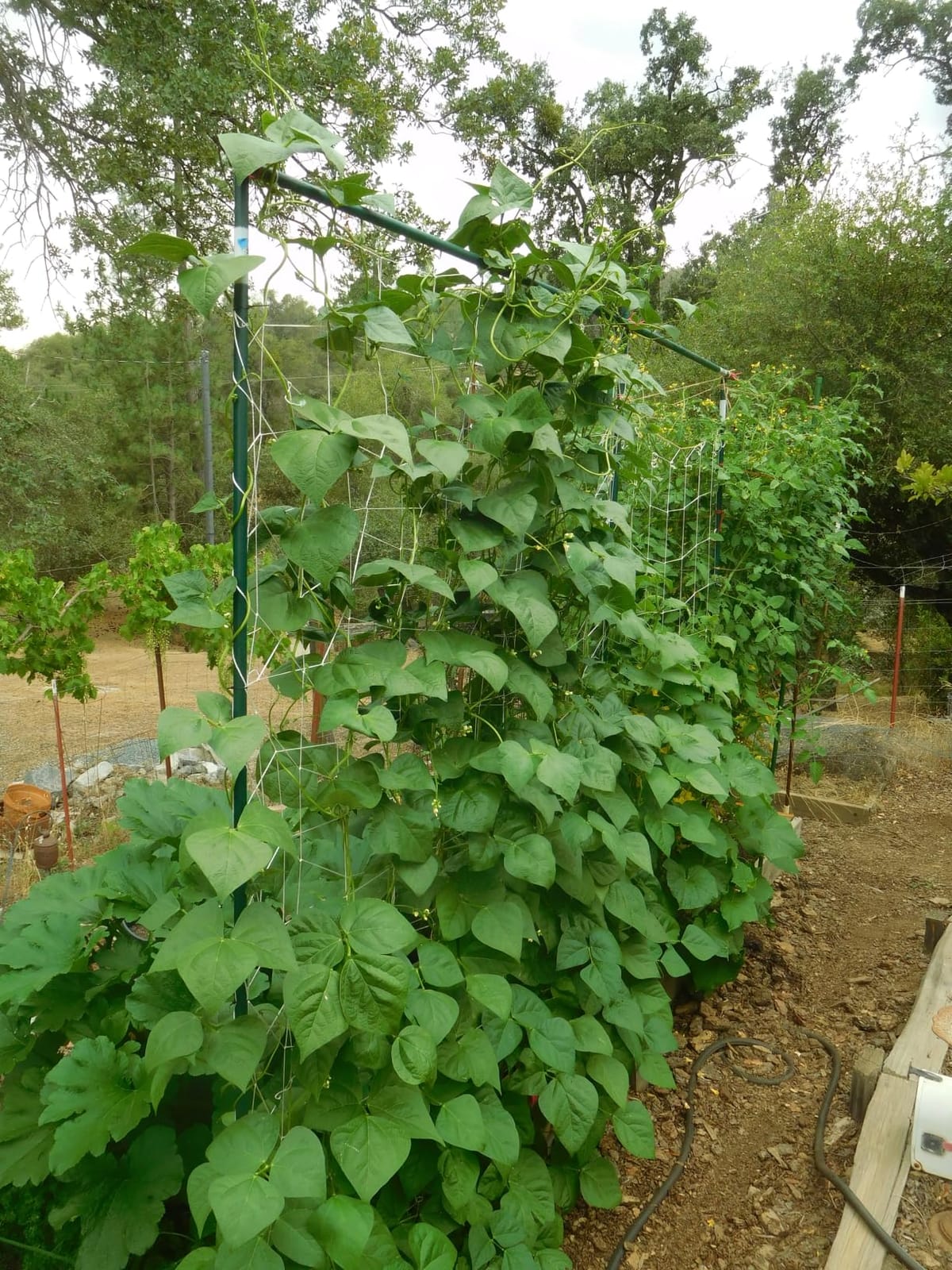 Sukh Trellis Netting for Climbing Plants - 5 x 15 ft Garden Net, 2 Pack customer photo 1