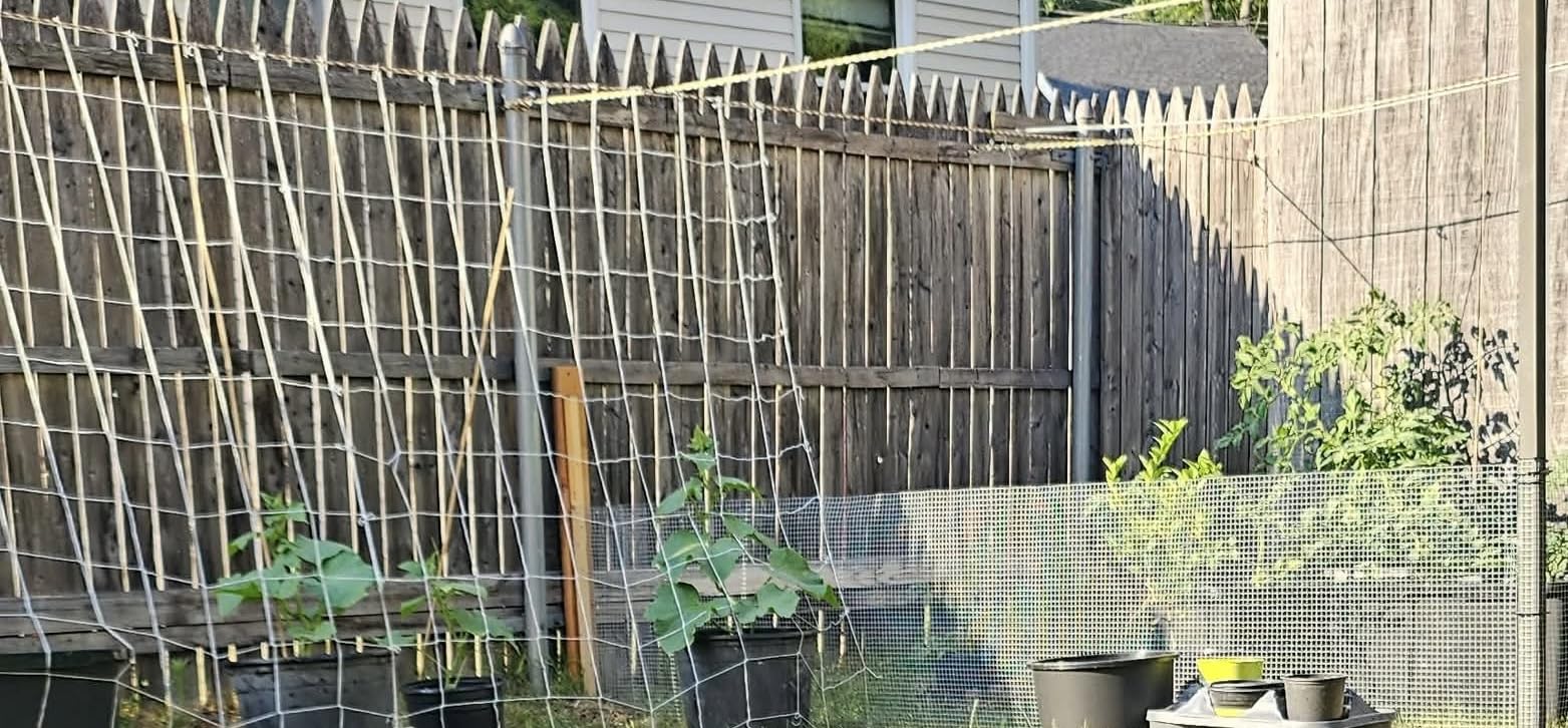 Sukh Trellis Netting for Climbing Plants - 5 x 15 ft Garden Net, 2 Pack customer photo 2