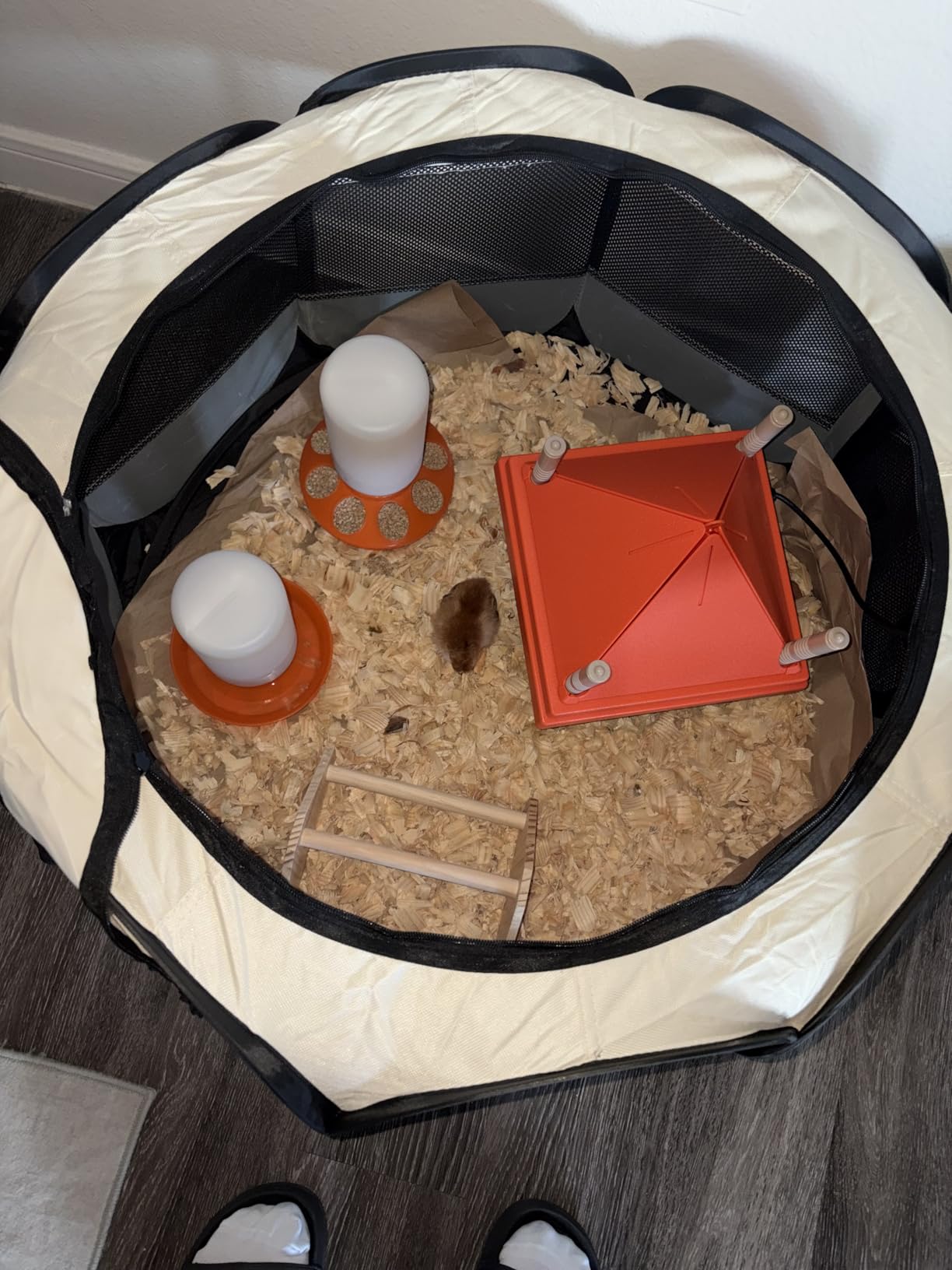 TGEYD Chick Feeder and Waterer Set – Automatic 1L Chicken Feeder and Waterer for Baby Chicks, Ducks, and Quail – Brooder Starter Kit & Chicken Coop Accessories customer photo 1