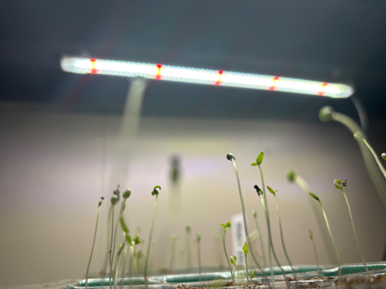 Wiaxulay 16in Plant Grow Light Strip for Indoor Growing, Full Spectrum 15W customer photo 2