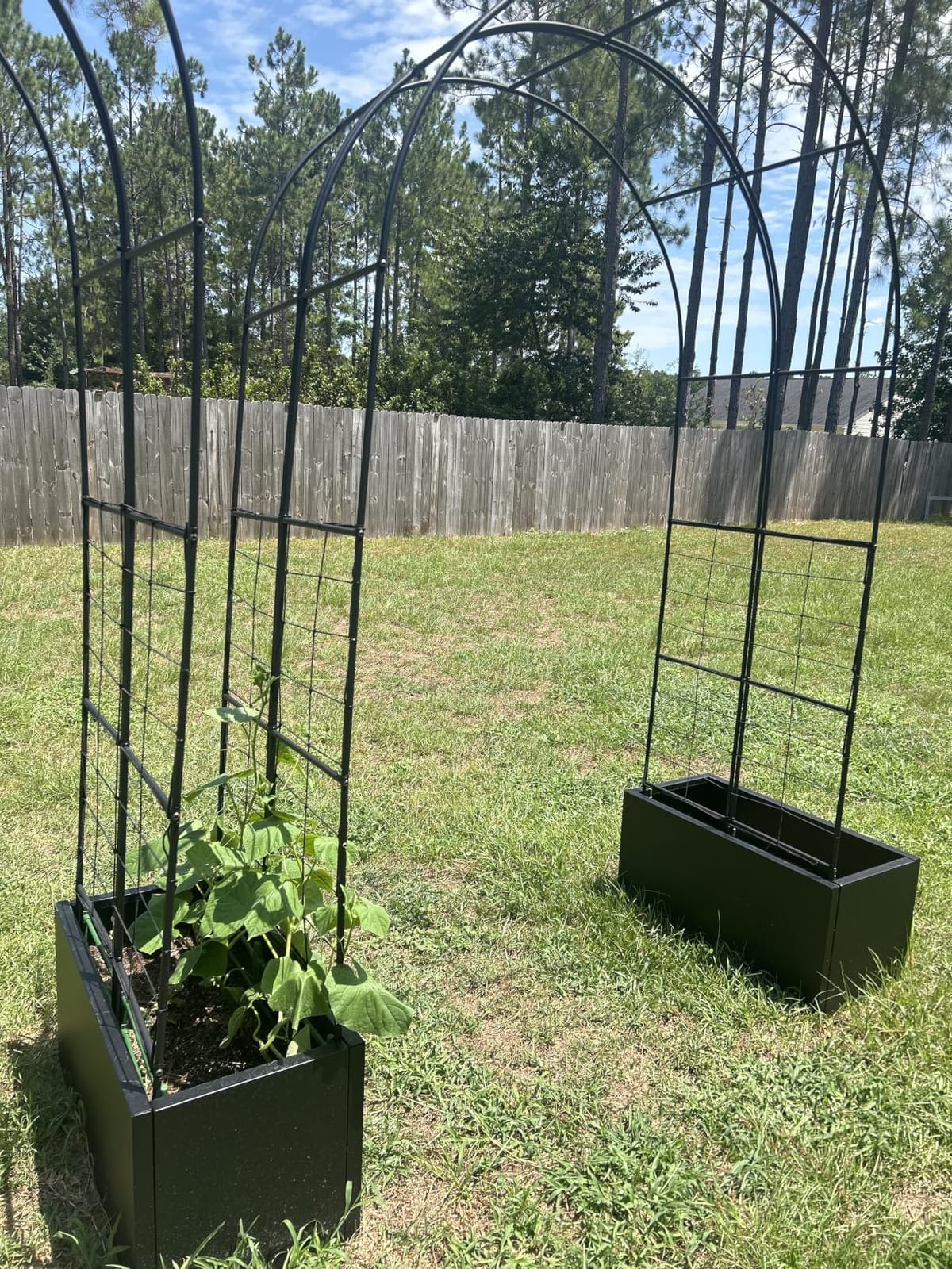 4 x 4 Ft Elastic Plant Trellis Net - 2-Pack Heavy Duty Garden Support Net with 4 Hooks for Grow Tents, Climbing Vegetables, Fruits & Flowers (Black) customer photo 1