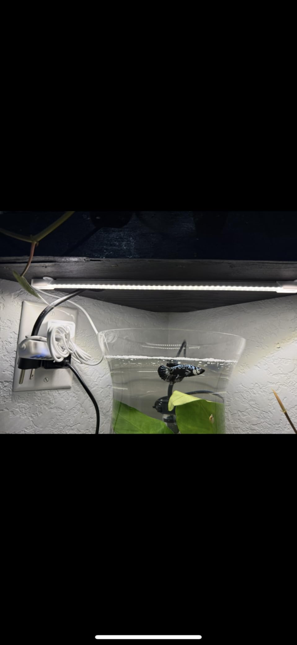 Hywyimlait LED Grow Light Strips for Indoor Plants Full Spectrum 3500K, 96 LEDs Plant Light Bar with 3/9/12H Timer, 10 Dimmable Levels for Seedling Succulent and Shelf, 13 Inches, 1 Head 2 Pack customer photo 2