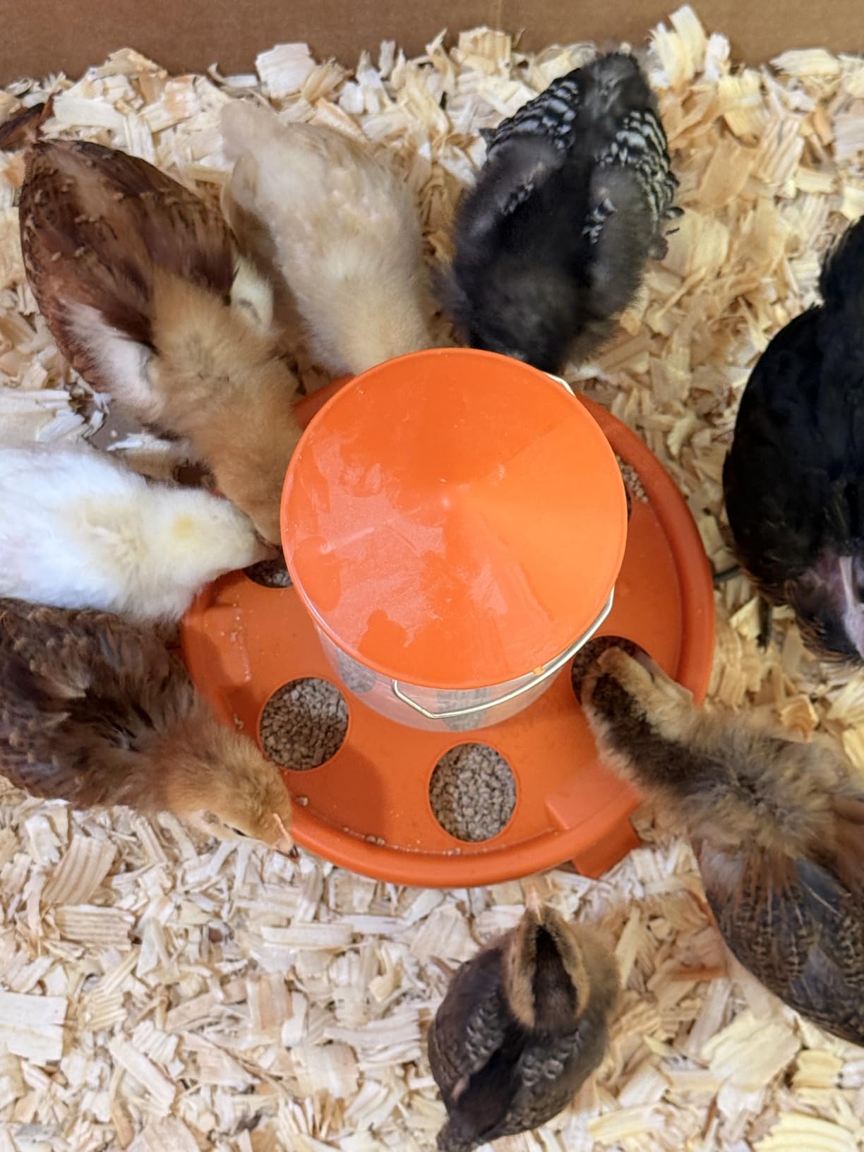 Eggluuz Chick Feeder and Waterer Kit, Top Fill 1.5kg Chick Feeder and 1.5L Chick Waterer with 3 Adjustable Heights customer photo 1