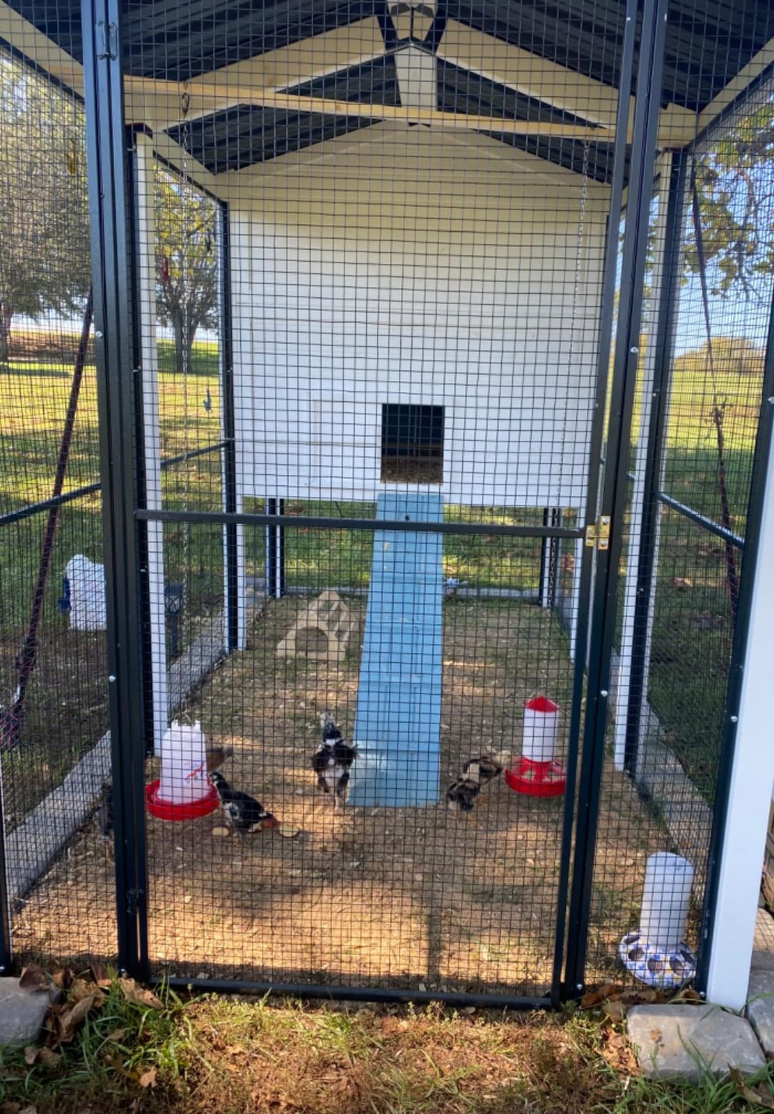 2-in-1 Chick Starter Set: Top Filling 0.4 Gal Feeder & Waterer Red customer photo 2