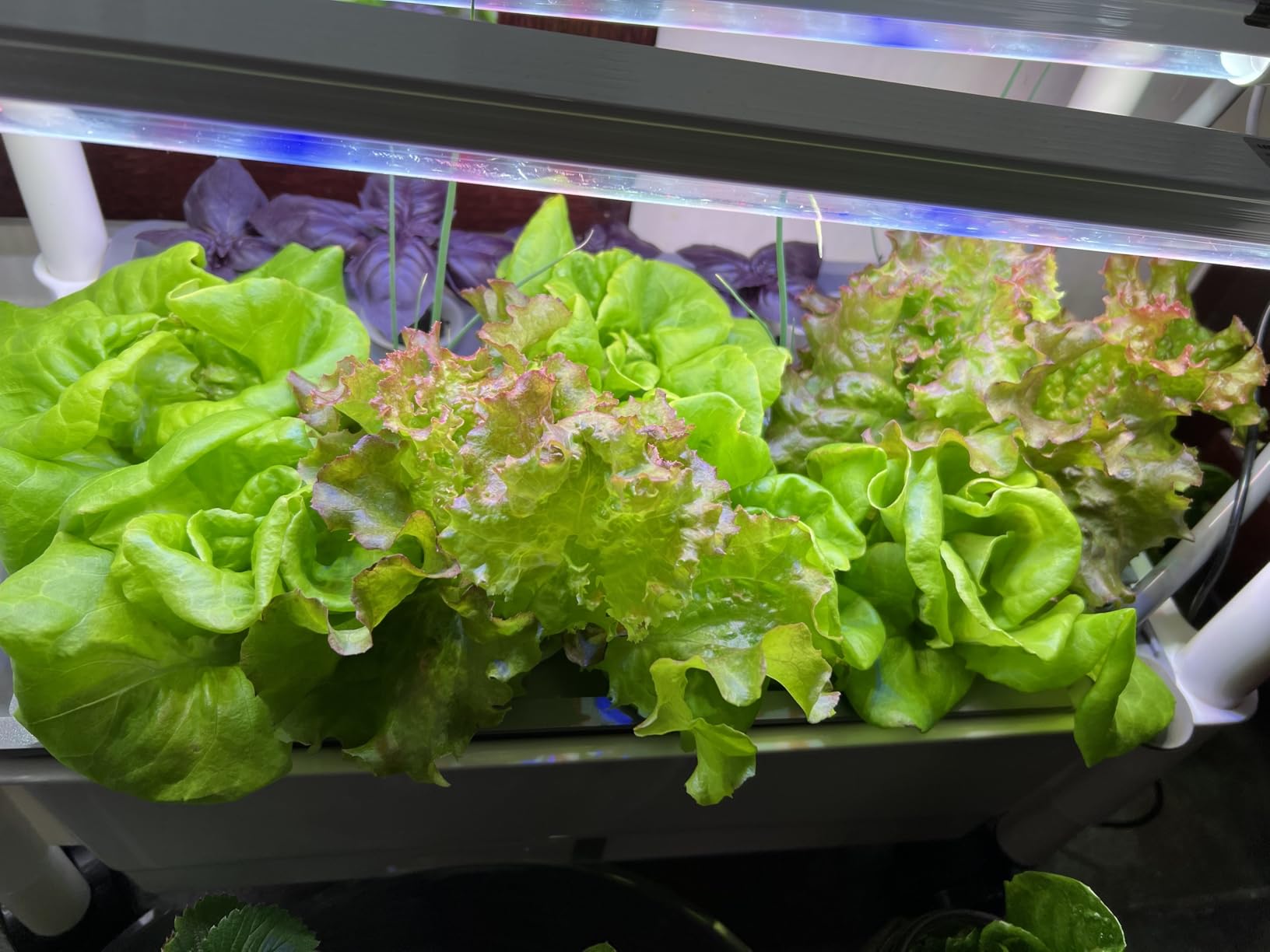 Hydroponics Growing System,AOONEG 42Pods Indoor Herb Garden with LED Grow Light,Hydroponics Growing System Kit with Automatic Timer,Pump System,Adjustable Height,No Seed customer photo 2