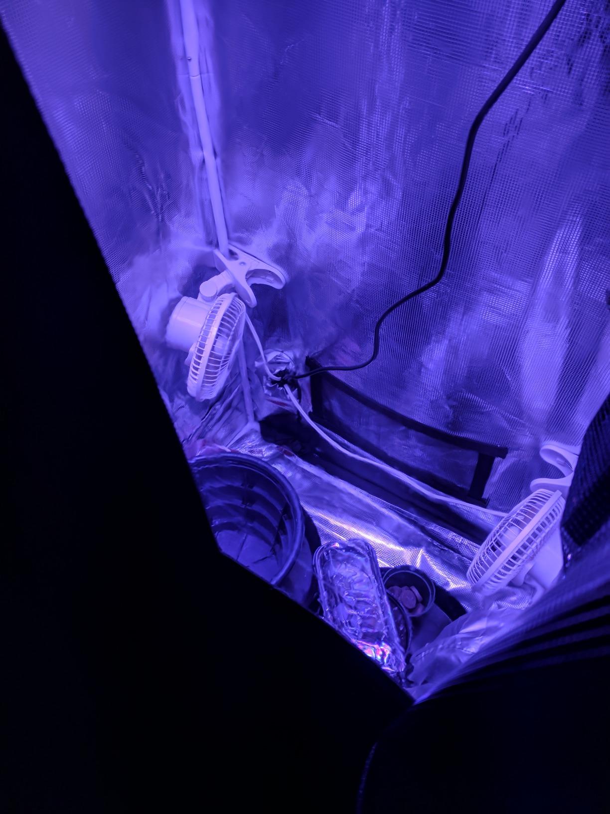 2x2.5 Fixed Height Indoor Grow Tent, 6'6