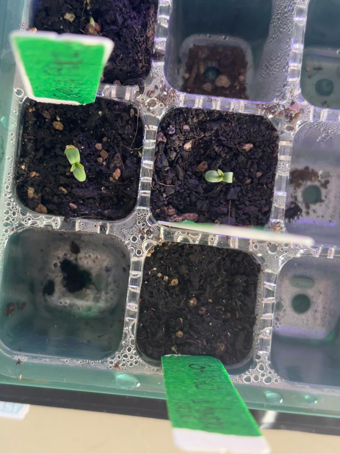 Seed Starter Trays with Grow Light Kit, 2 Pack Plant Greenhouse Propagator customer photo 1