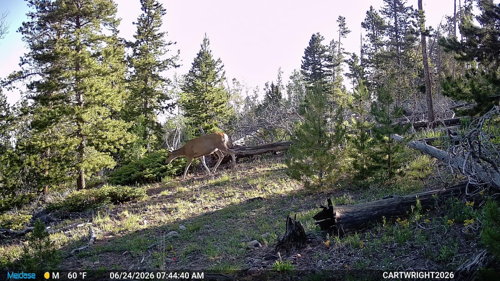 Meidase 2 Pack (Non-Cellular, Non-WiFi) Trail Camera P70, 64MP 1296p, No-Glow IR Night Vision, Motion Activated, Waterproof, Game Camera customer photo 2