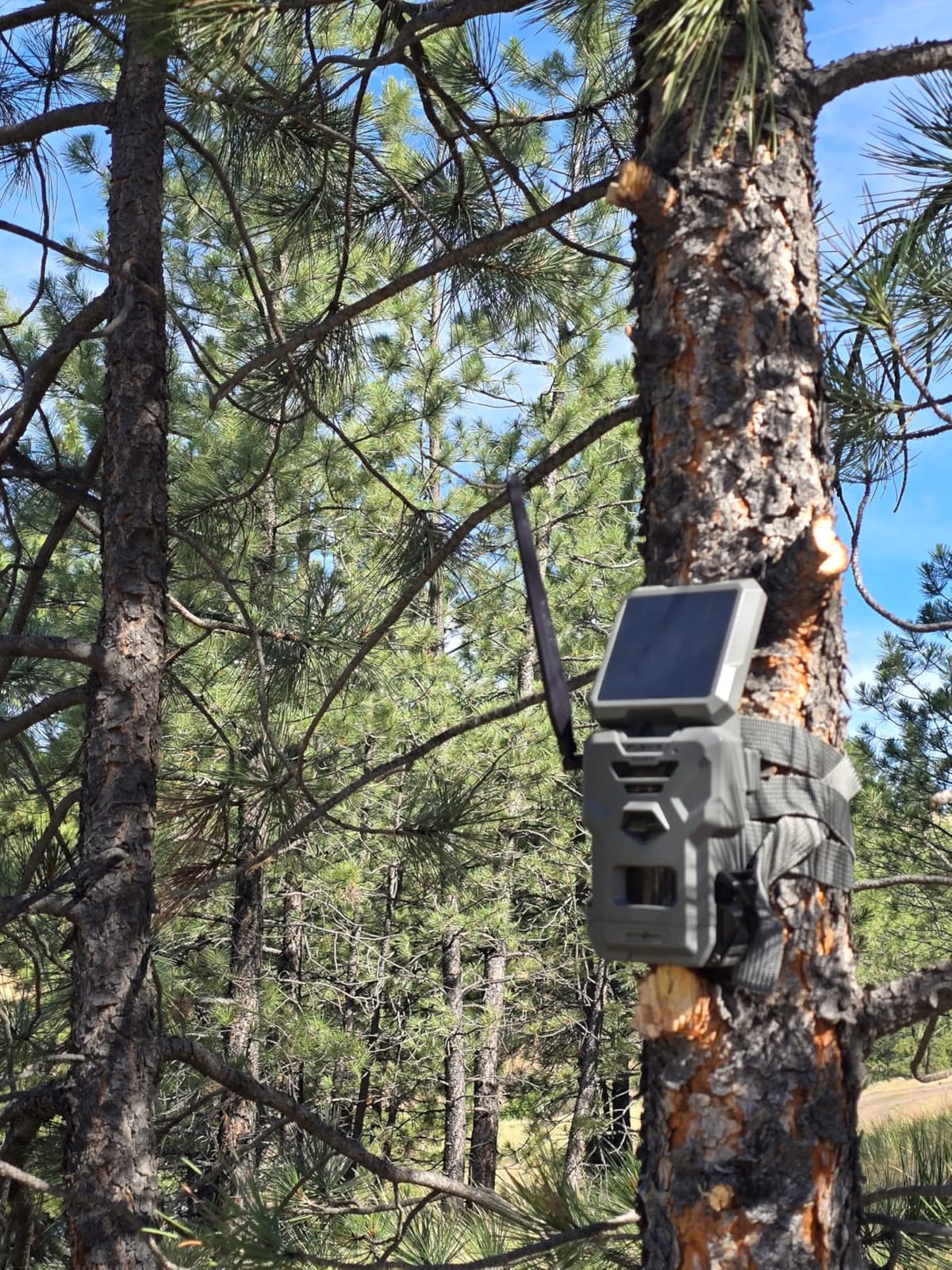 SPYPOINT Flex-S-Dark Solar Cellular Trail Camera – Built-in Solar Panel, 40MP Photos, 1080p Videos + Sound, No-Glow Game Camera, Night Vision, Motion Activated Trail Cam customer photo 2