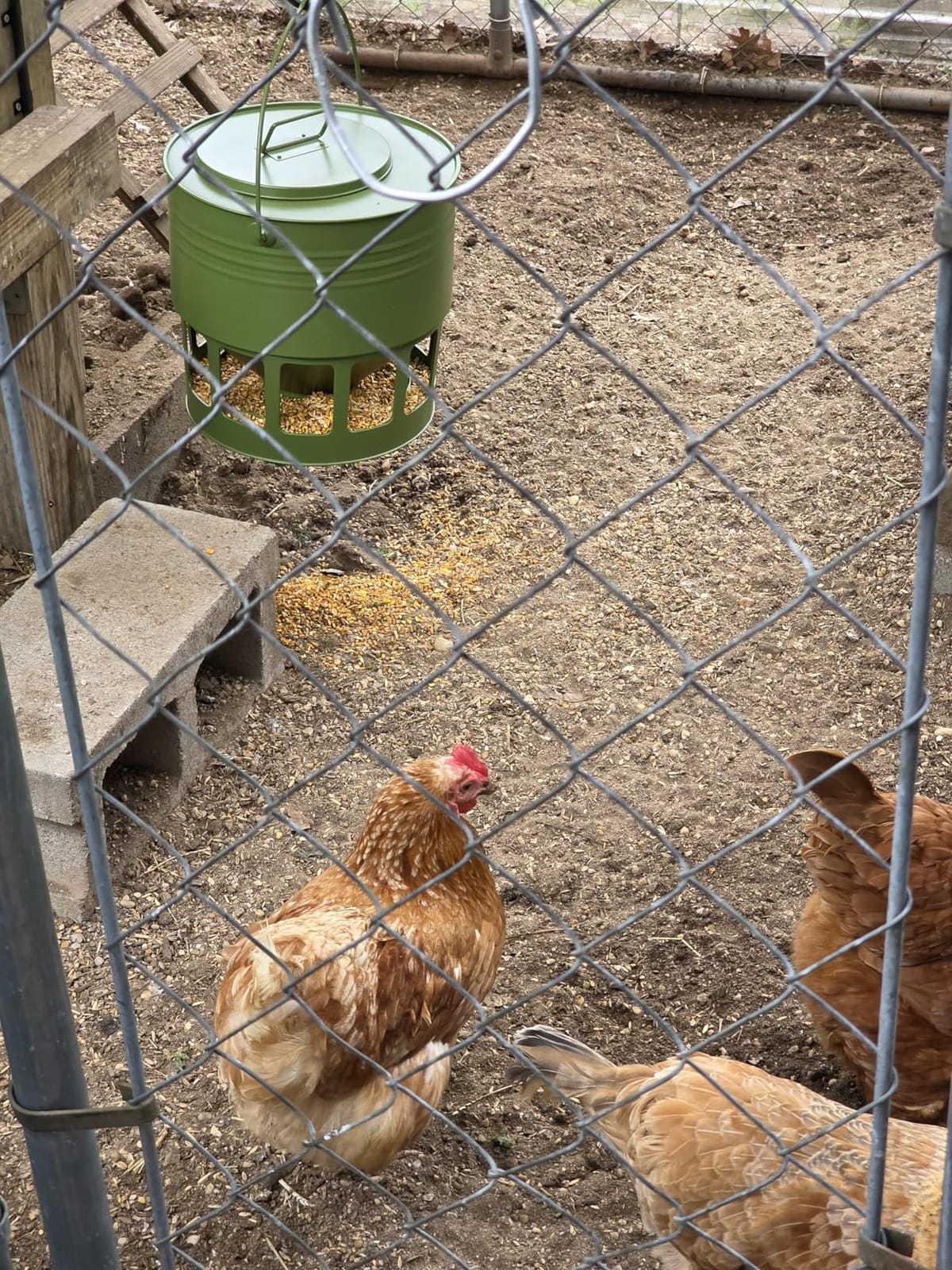 KOL Hanging Chicken Feeder 20lbs Capacity customer photo 1