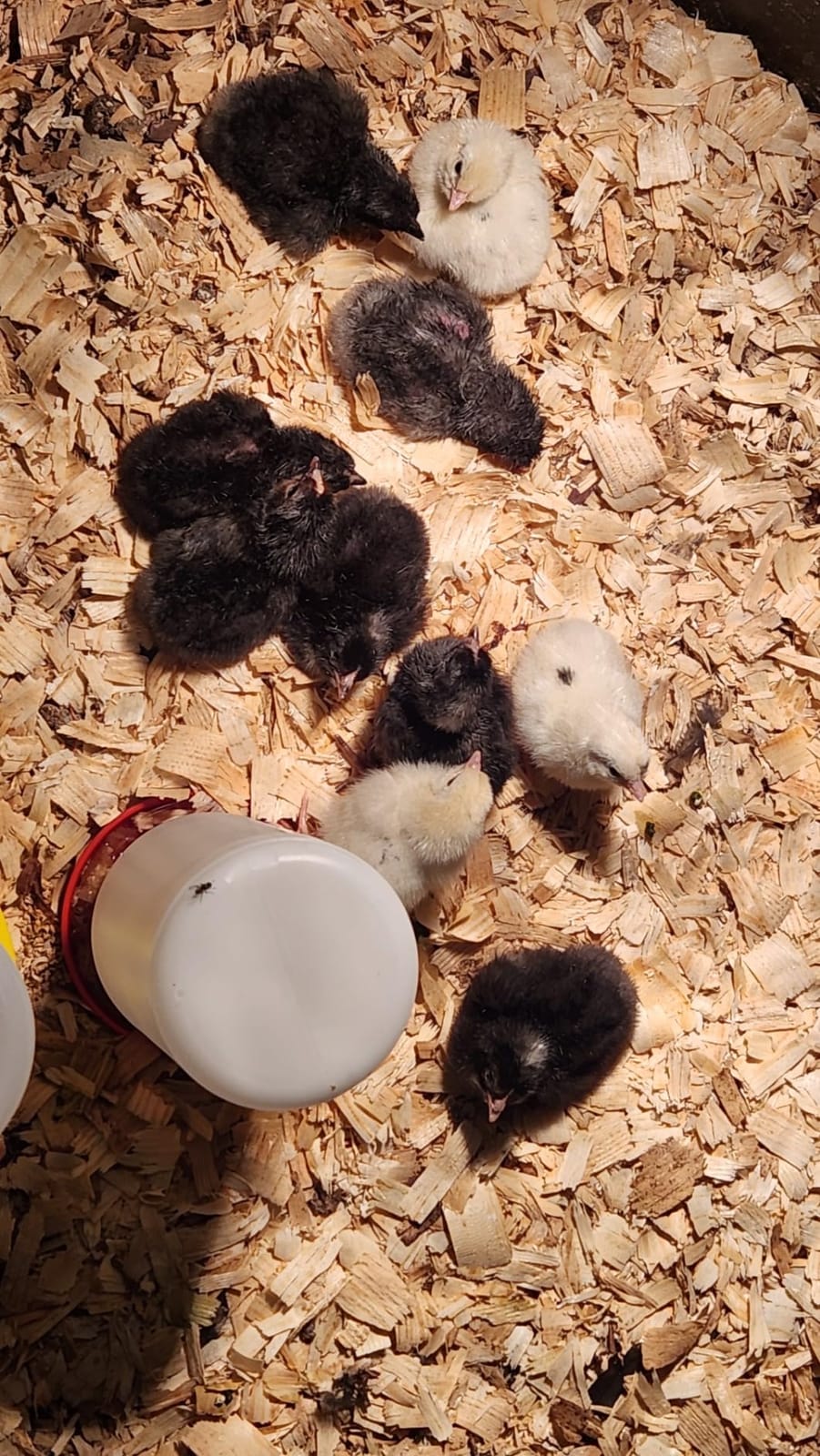 Chick Brooder Heater Plate with Digital Temperature Control, Chicken Coop Heater for Chicks & Ducklings, LED Display, Remote Control, Adjustable Angle, 86°F–167°F Heating Plate customer photo 2