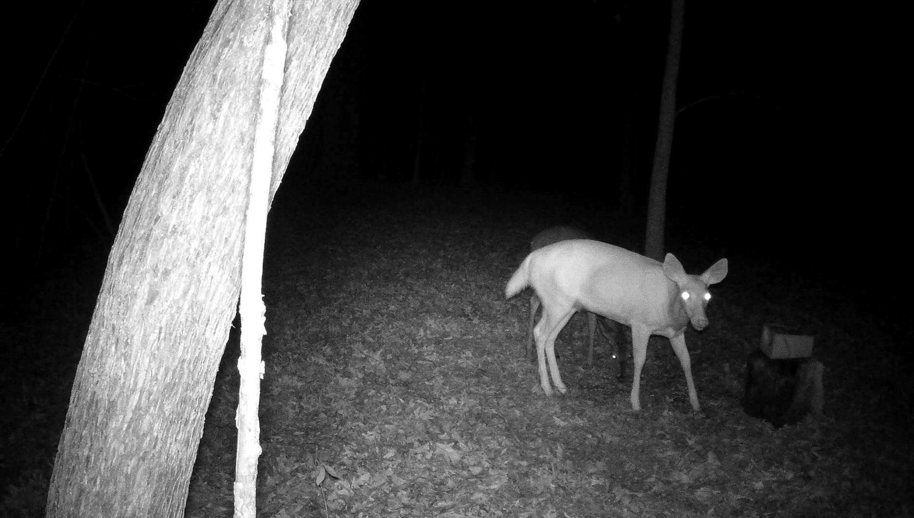 4G LTE Trail Camera, 360° View Cellular Security Camera with Live Streaming customer photo 1