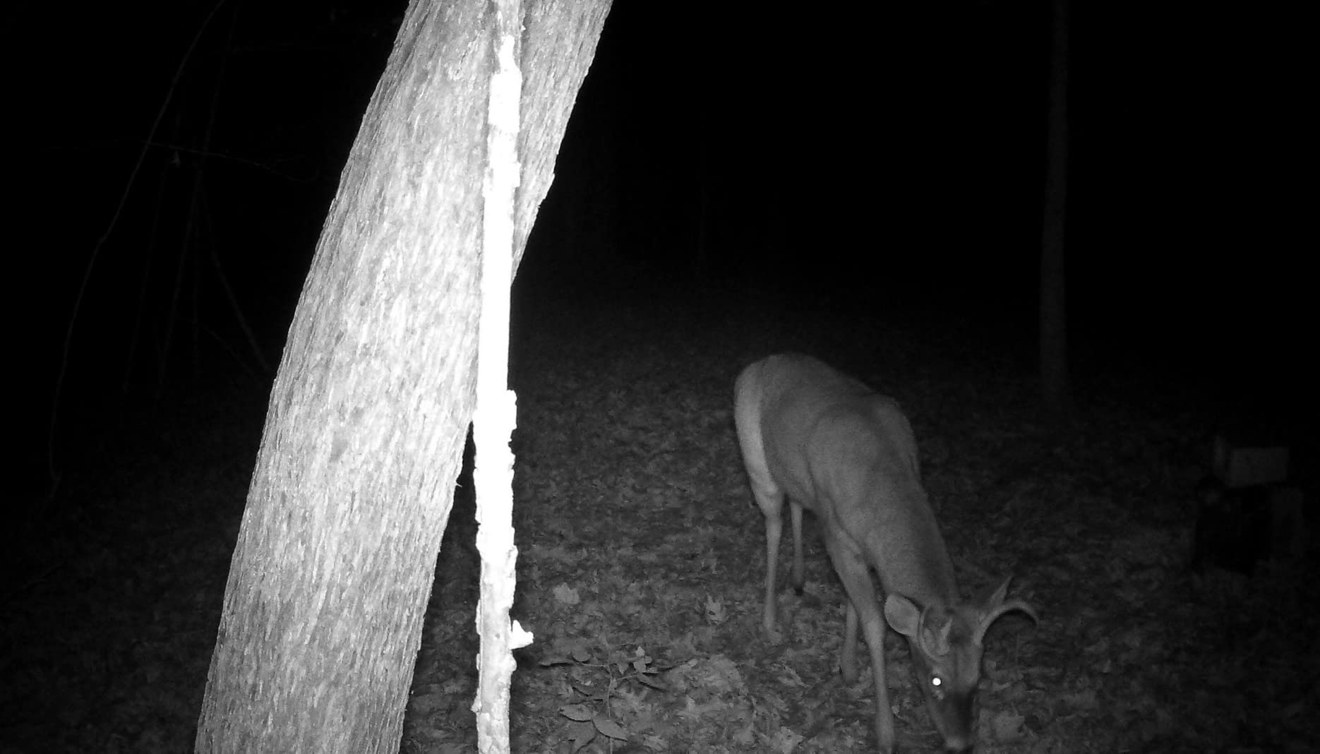 4G LTE Trail Camera, 360° View Cellular Security Camera with Live Streaming customer photo 2