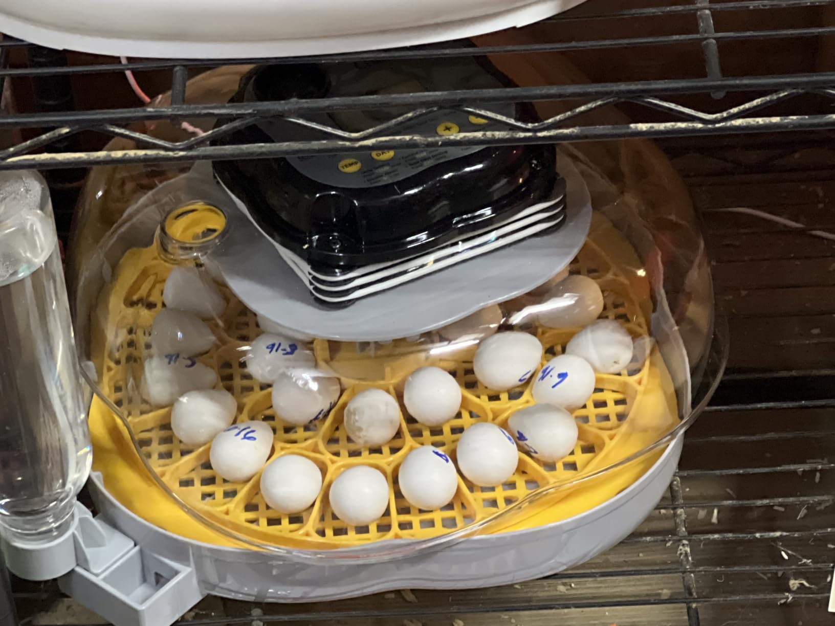 Egg Incubators for Hatching Eggs, 12 Chicken or 30 Quail Eggs Incubator customer photo 2