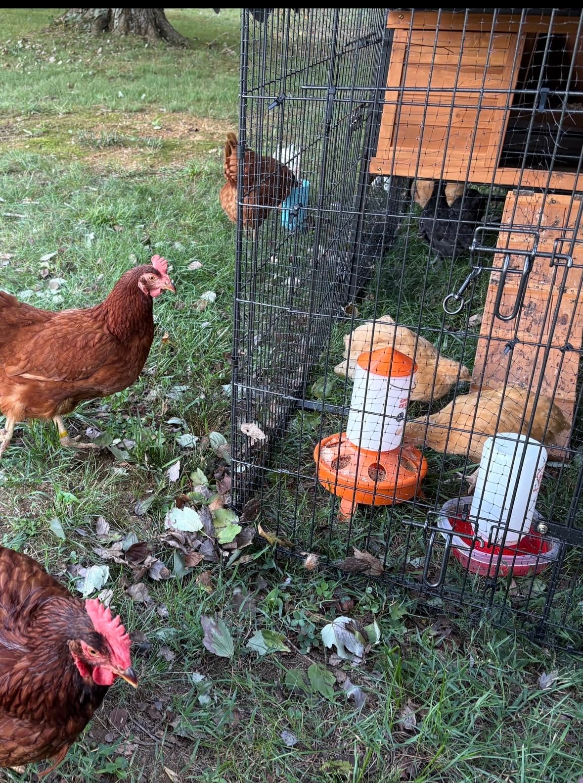 GUTINNEEN Large Chicken Coop with Run, Mobile Chicken Tractor for 6-8 Chickens, Upgraded Metal Frame Hen House with Wheels, 6 Nesting Boxes, Metal Pull-Out Tray, Asphalt Roof customer photo 1