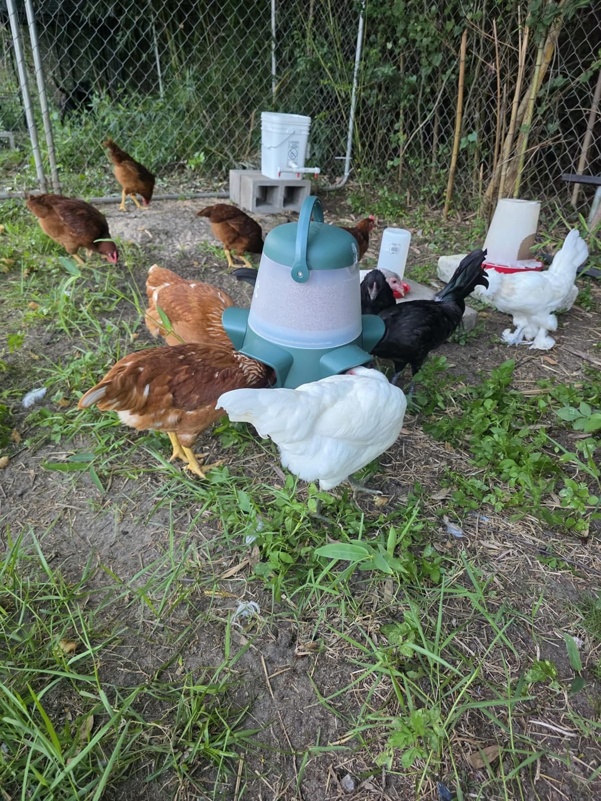 Omlet No Waste Chicken Feeder for Coop | Anti-Spill Poultry Feeder with 3 Feeding Ports | Hanging or Free Standing | Weatherproof | 6lb customer photo 1