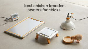 best chicken brooder heaters for chicks