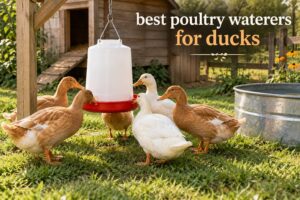 best poultry waterers for ducks