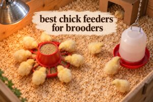 best chick feeders for brooders