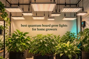 best quantum board grow lights for home growers